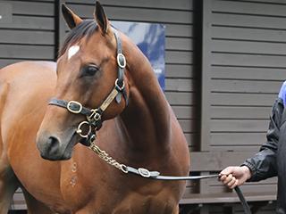 Lot 349. Photo: Trish Dunell.